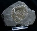 Dactylioceras Ammonite - Posidonia Shale #9715-1